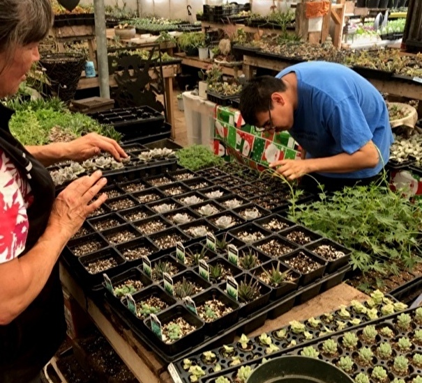 Two people looking at plants in nursery pots