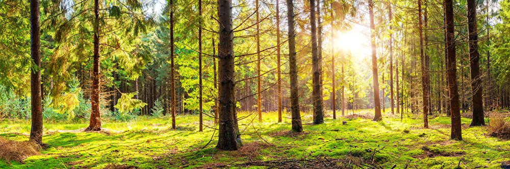 sunlight in a forest