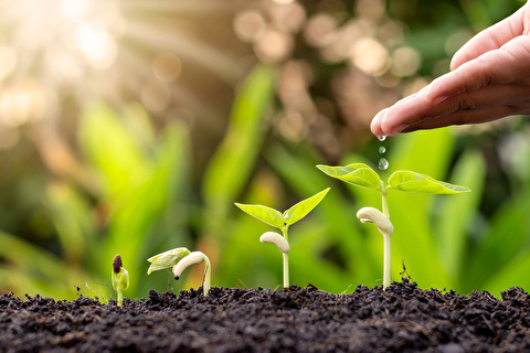 What you nurture will grow