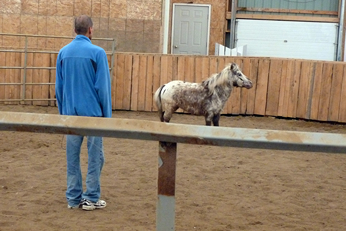 Horse therapy