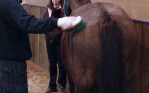 brushing a horse